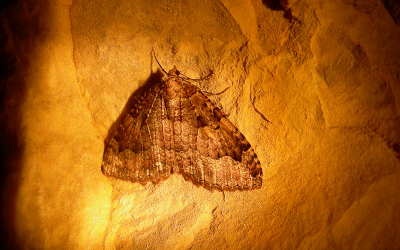 Triphosa dubitata - Geometridae............dal Trentino
